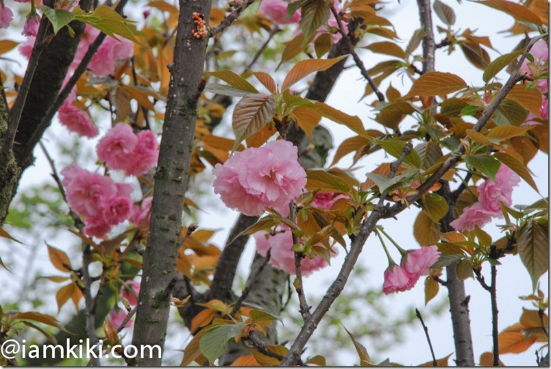 cherry blossoms-2